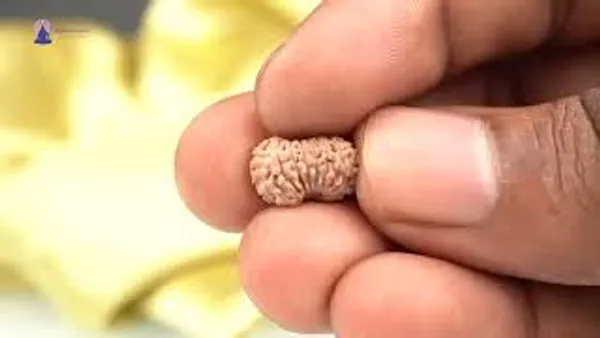 18_Mukhi_Indonesian_Rudraksha_Bead_-_Bhumi_Devi