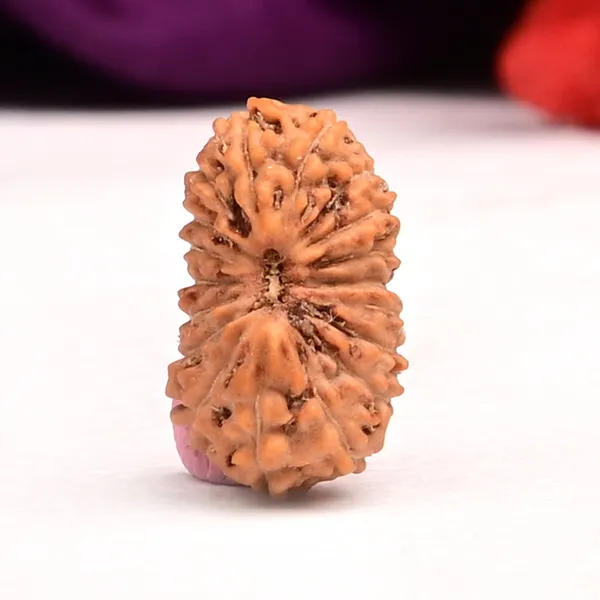 18_Mukhi_From_Java_Indonesia_Small_Cc