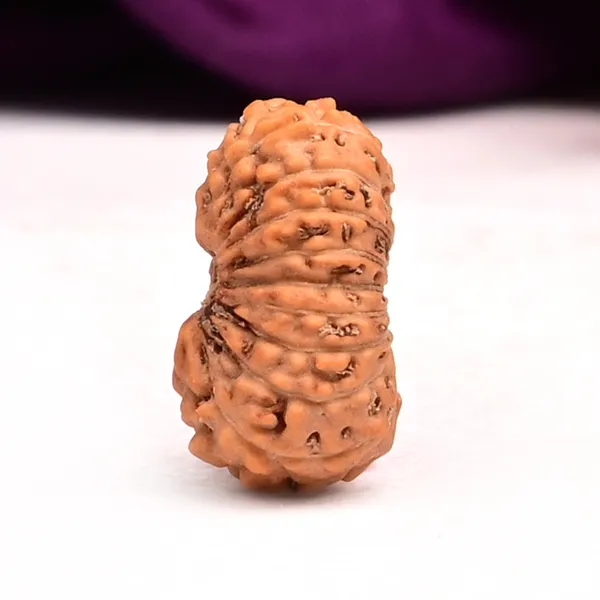 18_Mukhi_From_Java_Indonesia_Small_Cc