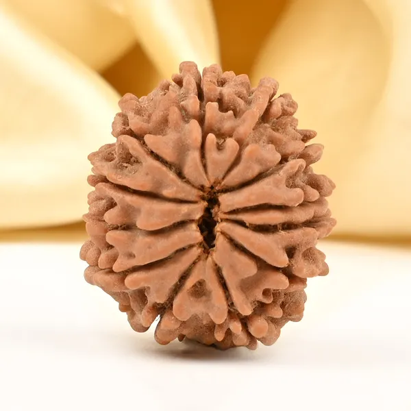 12_Mukhi_From_Nepal_Small_Dv