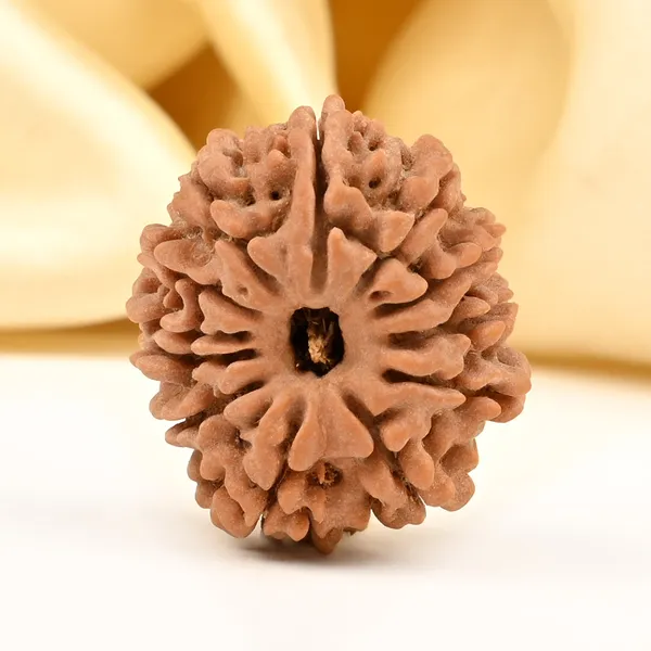 12_Mukhi_From_Nepal_Small_Dv