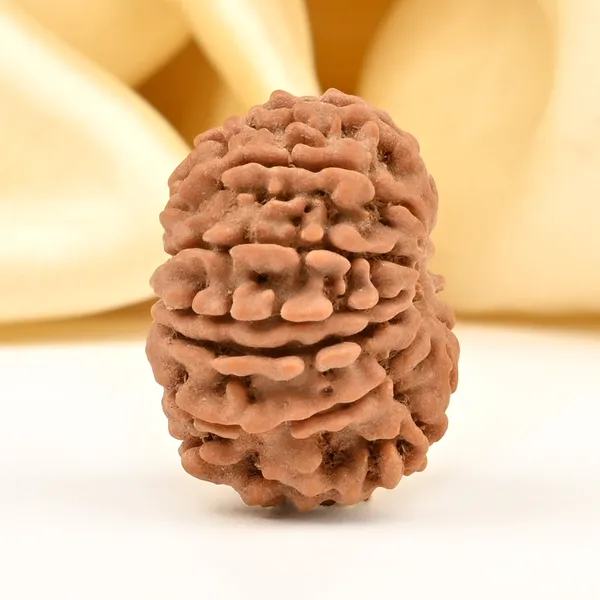 12_Mukhi_From_Nepal_Small_Dv