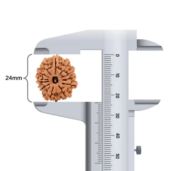 12_Mukhi_From_Nepal_Small_Dv