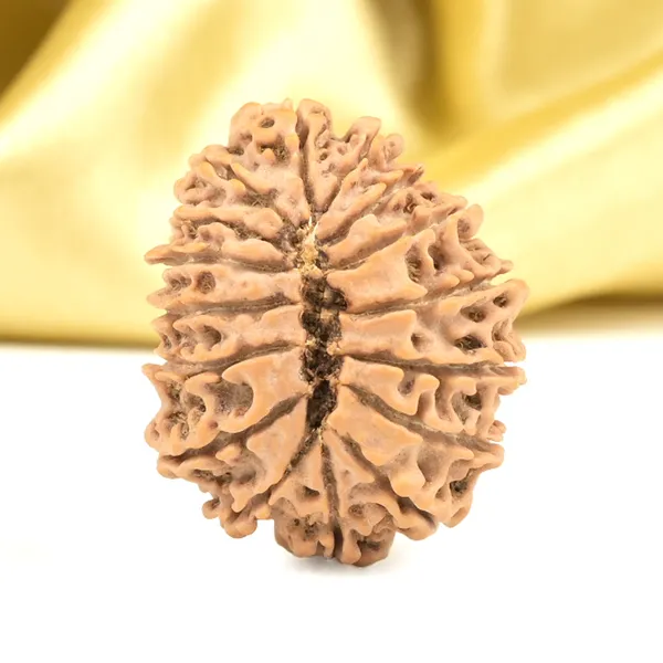 16_Mukhi_Rudraksha_Bead_From_Nepal
