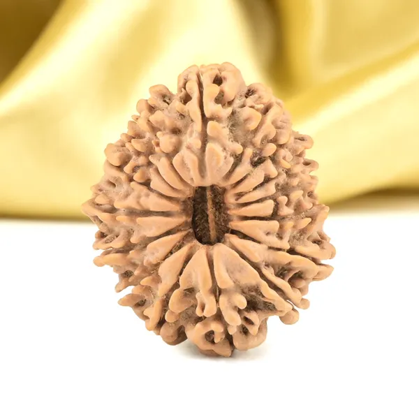 16_Mukhi_Rudraksha_Bead_From_Nepal