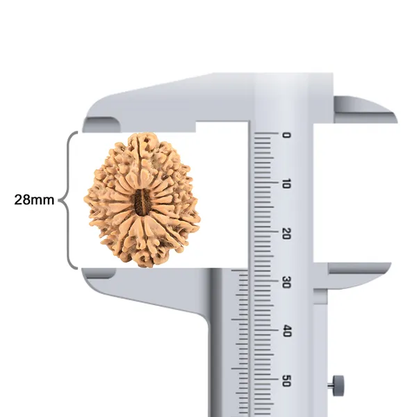 16_Mukhi_Rudraksha_Bead_From_Nepal