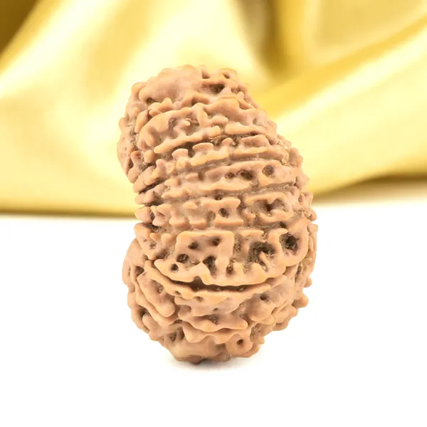 16_Mukhi_Rudraksha_Bead_From_Nepal