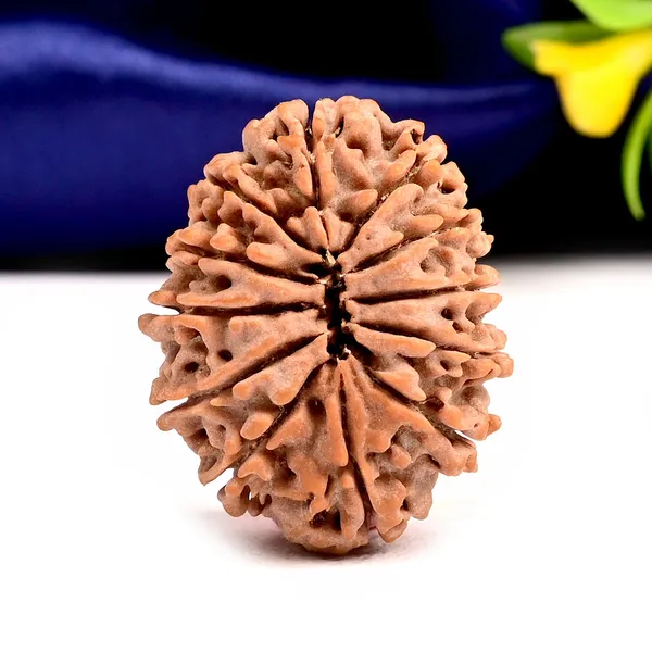 12_Mukhi_From_Nepal_Large_Cviii