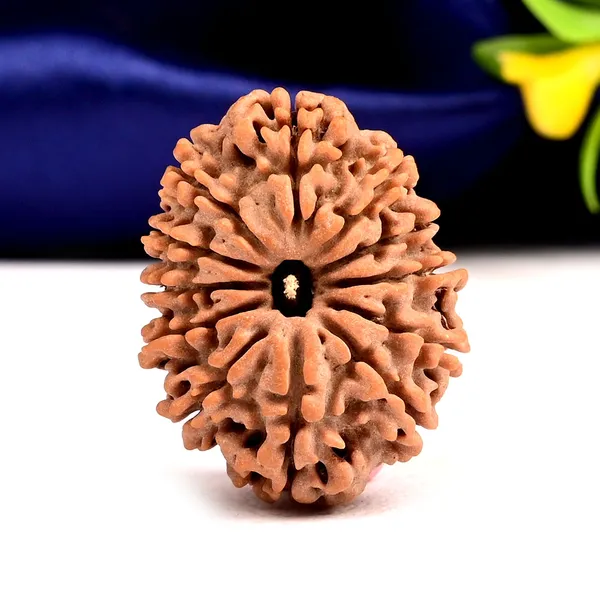 12_Mukhi_From_Nepal_Large_Cviii