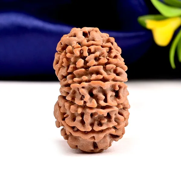 12_Mukhi_From_Nepal_Large_Cviii