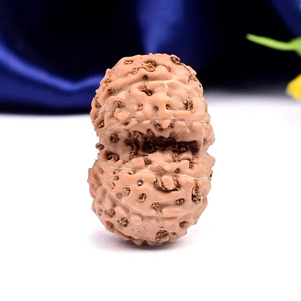 11_Mukhi_Gaurishankar_Rudraksha_Bead_Indonesia