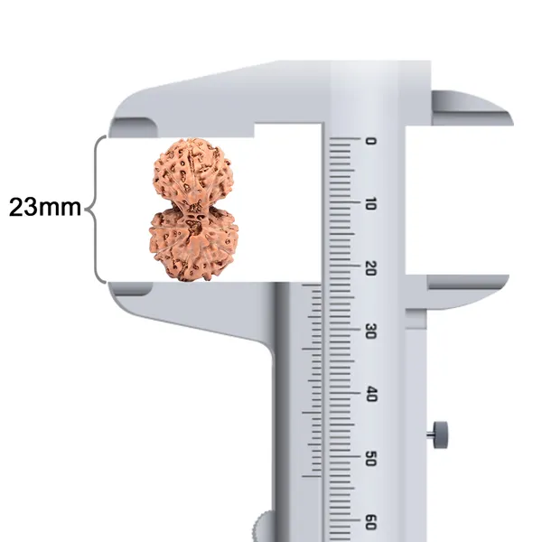 11_Mukhi_Gaurishankar_Rudraksha_Bead_Indonesia