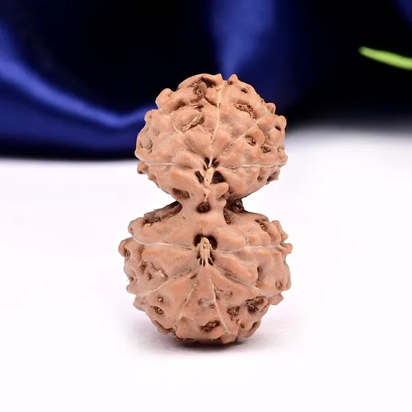 11_Mukhi_Gaurishankar_Rudraksha_Bead_Indonesia
