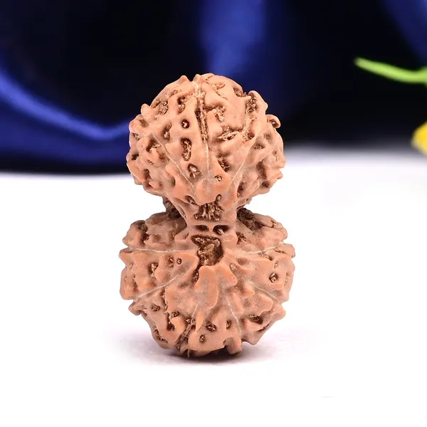 11_Mukhi_Gaurishankar_Rudraksha_Bead_Indonesia