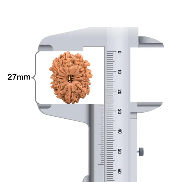 12_Mukhi_Rudraksha_Bead_From_Nepal
