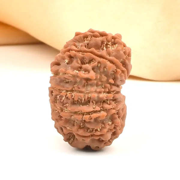 12_Mukhi_Rudraksha_Bead_From_Nepal