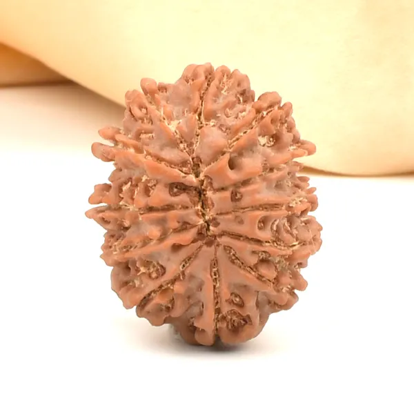 12_Mukhi_Rudraksha_Bead_From_Nepal