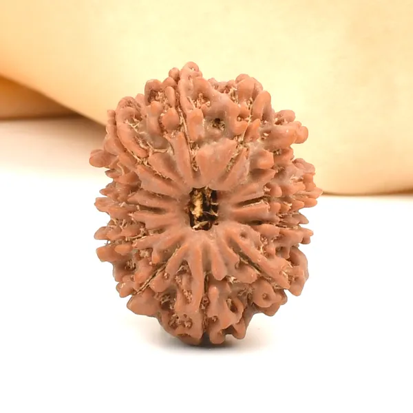 12_Mukhi_Rudraksha_Bead_From_Nepal