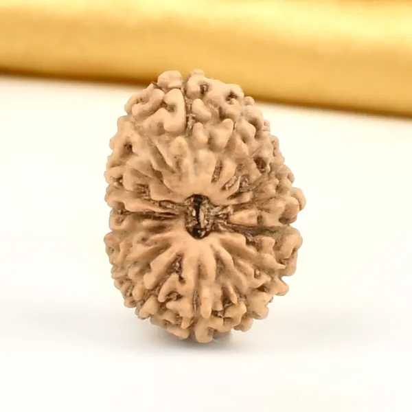 16_Mukhi_From_Java_Indonesia_Large_Cxiv