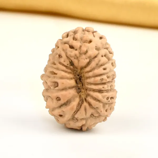 16_Mukhi_From_Java_Indonesia_Large_Cxiv
