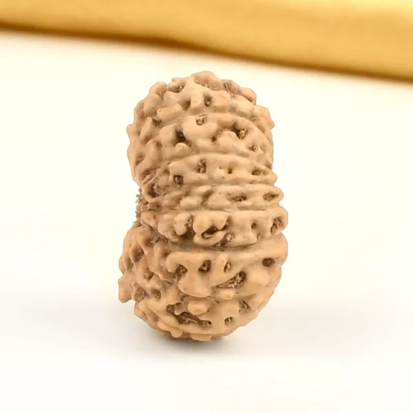 16_Mukhi_From_Java_Indonesia_Large_Cxiv