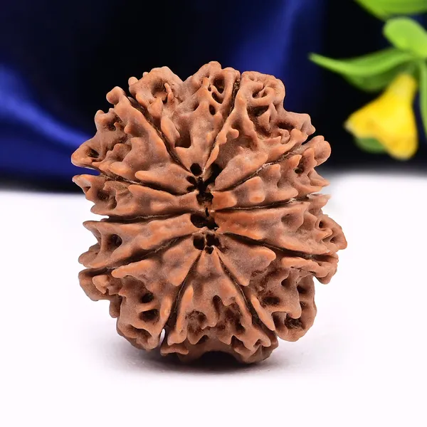 10_Mukhi_From_Nepal_Large_Clxxxii