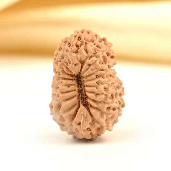 19_Mukhi_From_Java_Indonesia_Large_Lxxxi