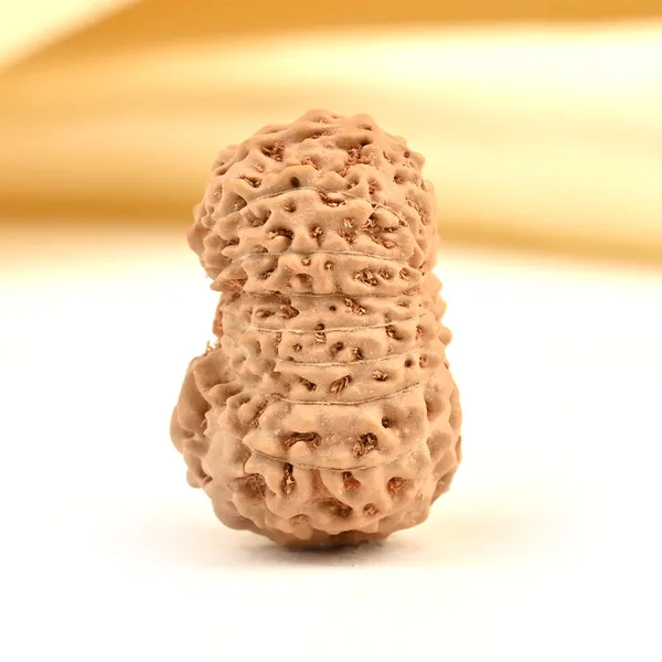 19_Mukhi_From_Java_Indonesia_Large_Lxxxi