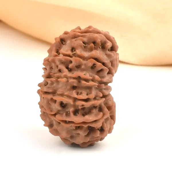 12_Mukhi_From_Nepal_Cli