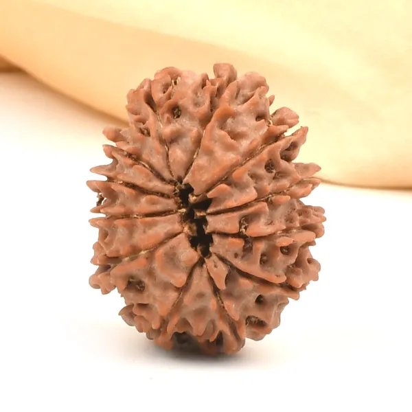 12_Mukhi_From_Nepal_Cli
