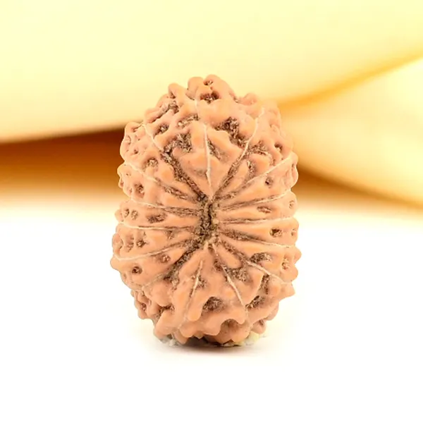 15_Mukhi_From_Java_Indonesia_Small_Ccxxiii