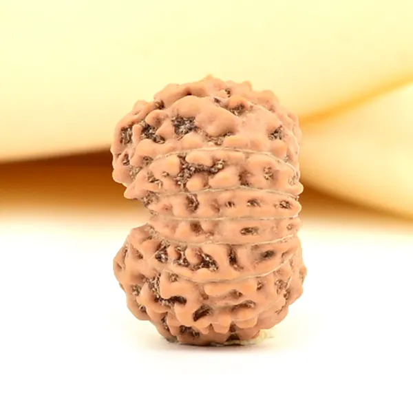 15_Mukhi_From_Java_Indonesia_Small_Ccxxiii