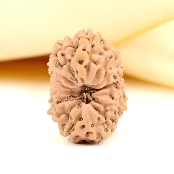 15_Mukhi_From_Java_Indonesia_Small_Ccxxiii