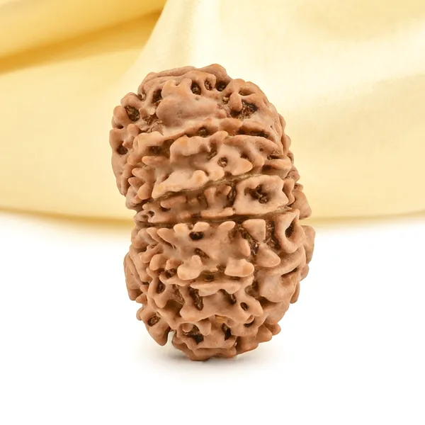 13_Mukhi_From_Nepal_Small_Cccxcvii