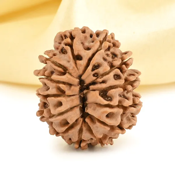 13_Mukhi_From_Nepal_Small_Cccxcvii