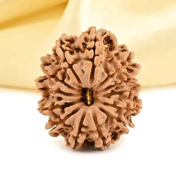 13_Mukhi_From_Nepal_Small_Cccxcvii