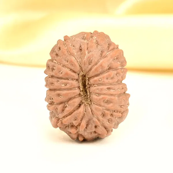 14_Mukhi_From_Java_Indonesia_Small_Cdxv