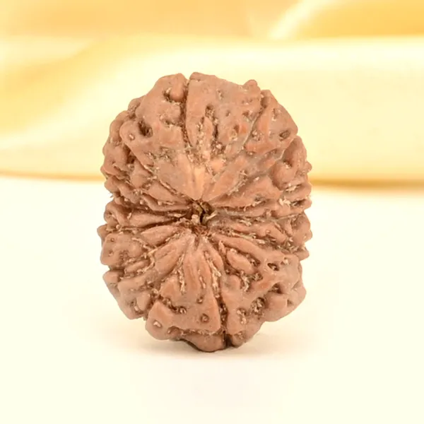 14_Mukhi_From_Java_Indonesia_Small_Cdxv
