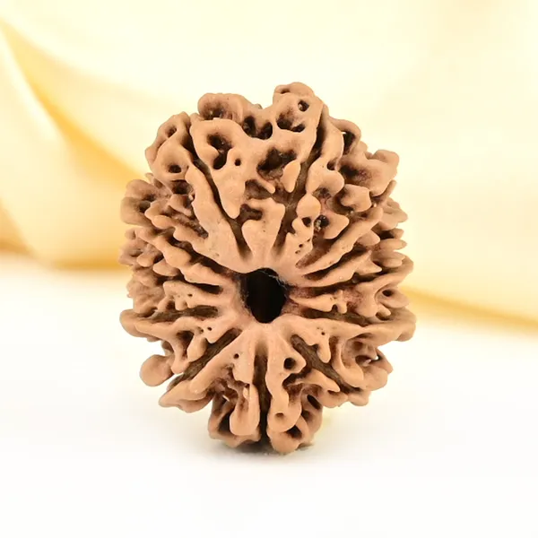 12_Mukhi_From_Nepal_Small_Cdlvii