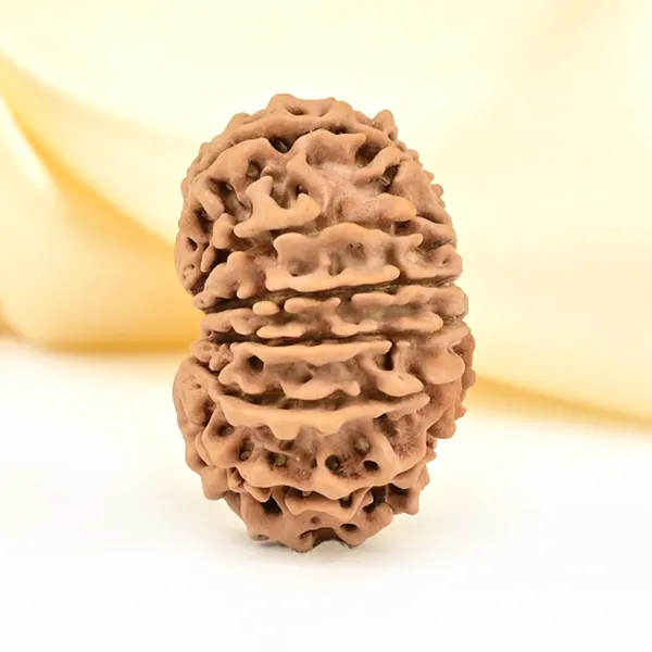 12_Mukhi_From_Nepal_Small_Cdlvii