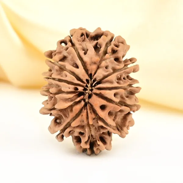 12_Mukhi_From_Nepal_Small_Cdlvii