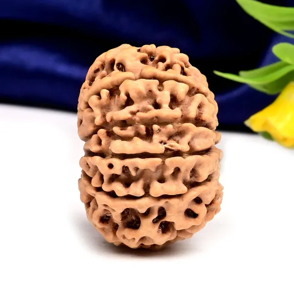 11_Mukhi_From_Nepal_Large_Xcii