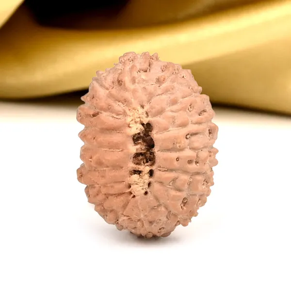 Techpandit_17_Mukhi_Rudraksha_Bead_Indonesia