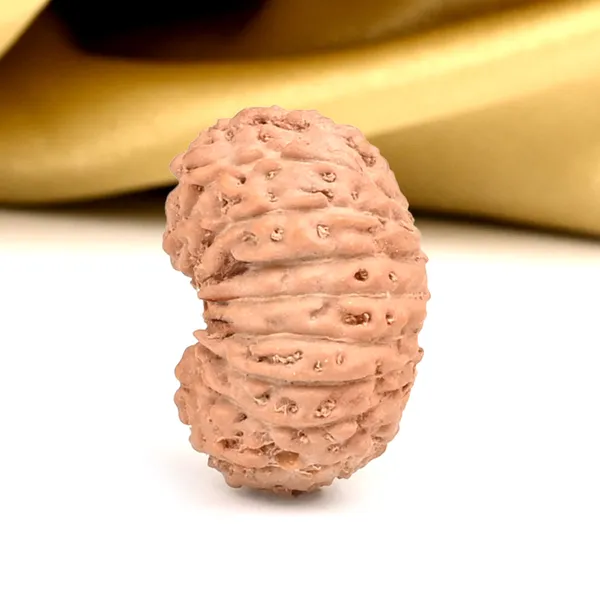 Techpandit_17_Mukhi_Rudraksha_Bead_Indonesia