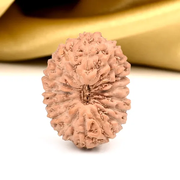 Techpandit_17_Mukhi_Rudraksha_Bead_Indonesia