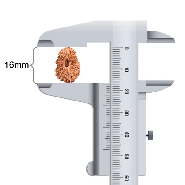 19_Mukhi_From_Java_Indonesia_Lxxxviii
