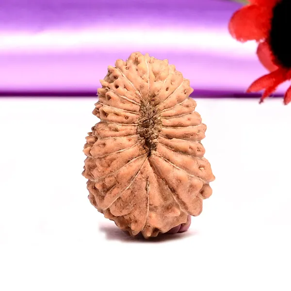 19_Mukhi_From_Java_Indonesia_Lxxxviii