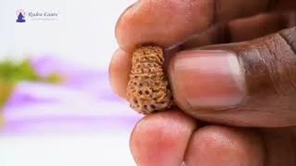 19_Mukhi_From_Java_Indonesia_Lxxxviii