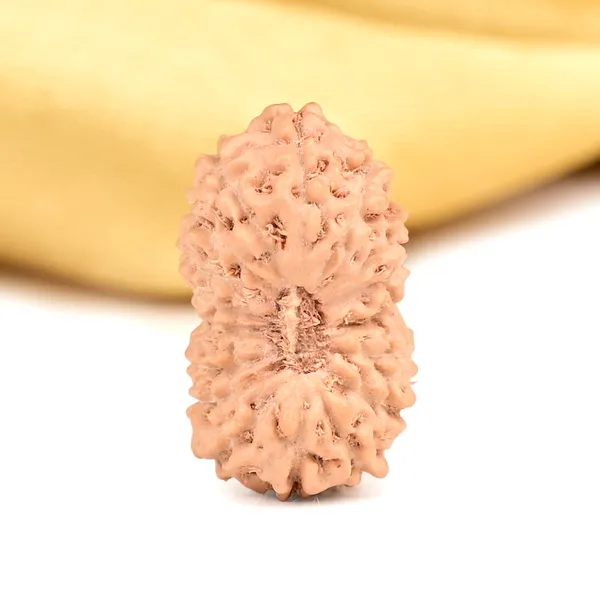 17_Mukhi_From_Java_Indonesia_Clxii