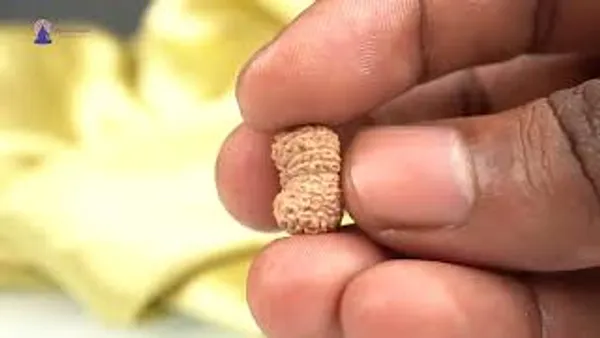 17_Mukhi_From_Java_Indonesia_Clxii